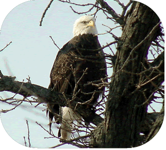 Bald Eagles On The Mississippi River